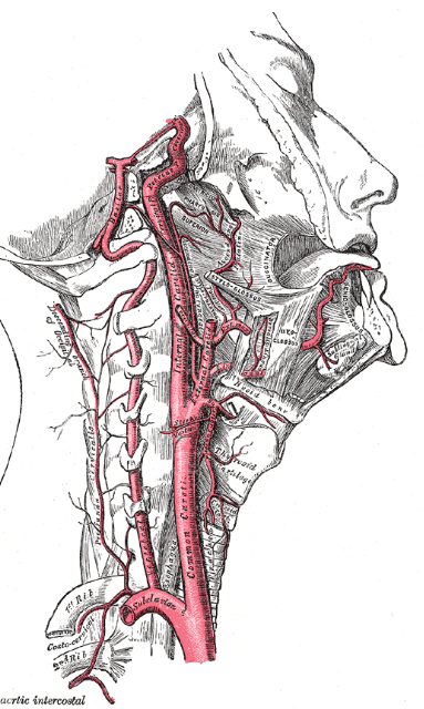 carotid artery